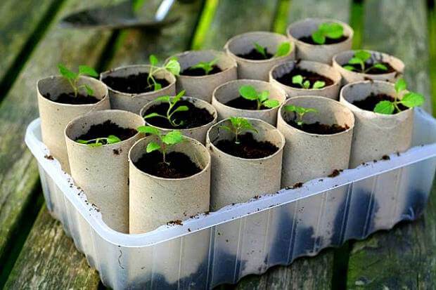 Sementes em pote de rolo de papel higiênico