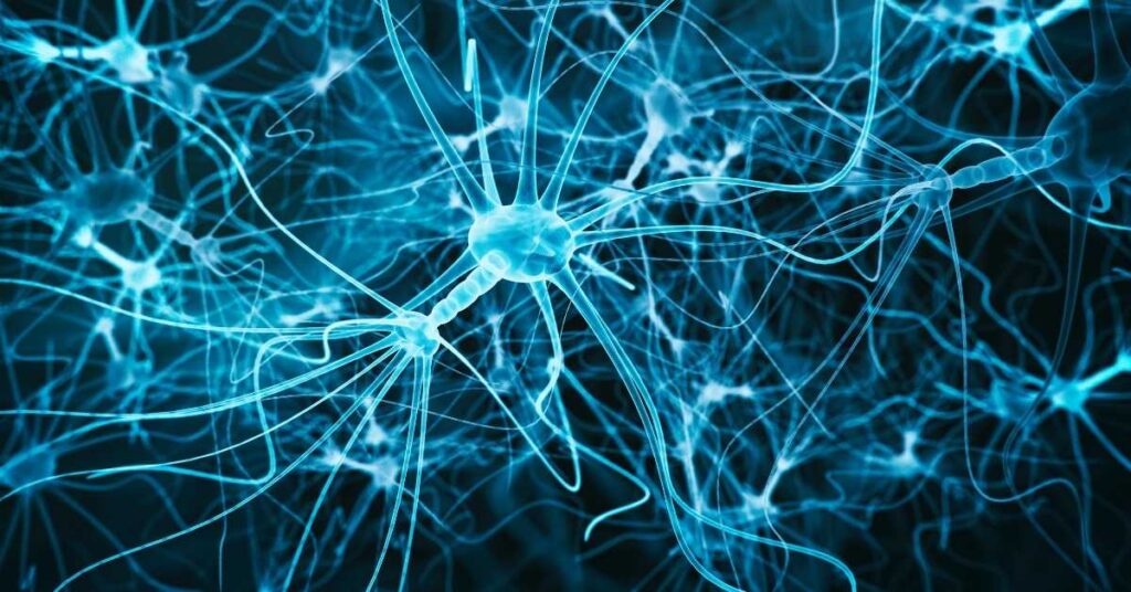 Atividade sobre Sistema Nervoso Cérebro, Medula Espinhal, Nervos