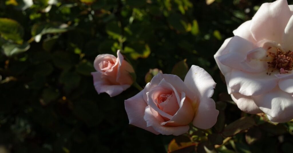 Atividade de Interpretação da música O Destino de Ofélia