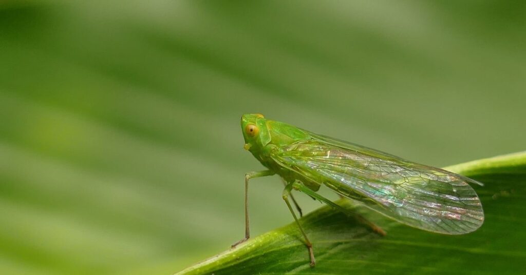 Atividade com Fábula para Interpretação para 8º e 9º Ano